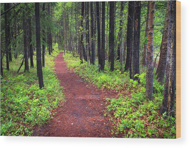 Forest Wood Print featuring the photograph A walk in the Forest by Bill Cubitt