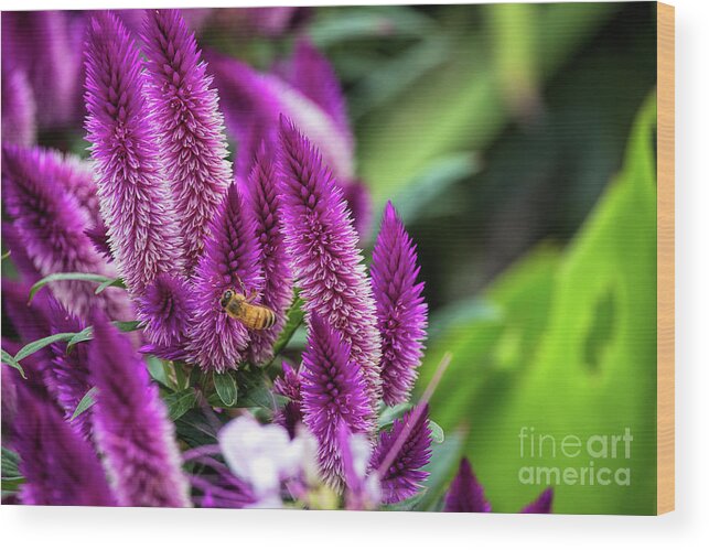 Purple Flowers Wood Print featuring the photograph The Garden Walk by Jim Garrison