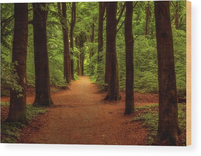 Arnhem Wood Print featuring the photograph A walk in the park by Tim Abeln