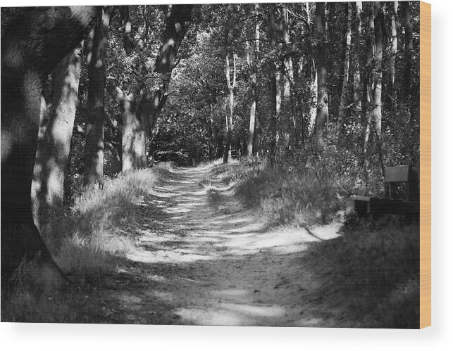 Deutschland Wood Print featuring the photograph A walk in the woods by Edward Myers