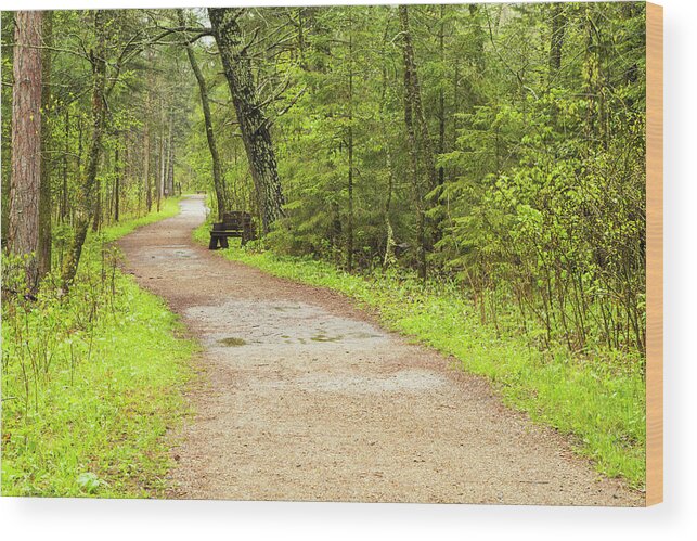 Spring Walk Wood Print featuring the photograph A Walk in the Woods by Nancy Dunivin