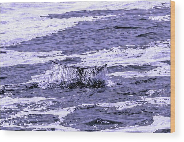 Wood Print featuring the photograph A Whale Tail by Bob Johnson