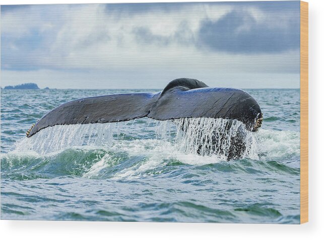 Alaska Wood Print featuring the photograph A Whale's Tail by Roberta Kayne