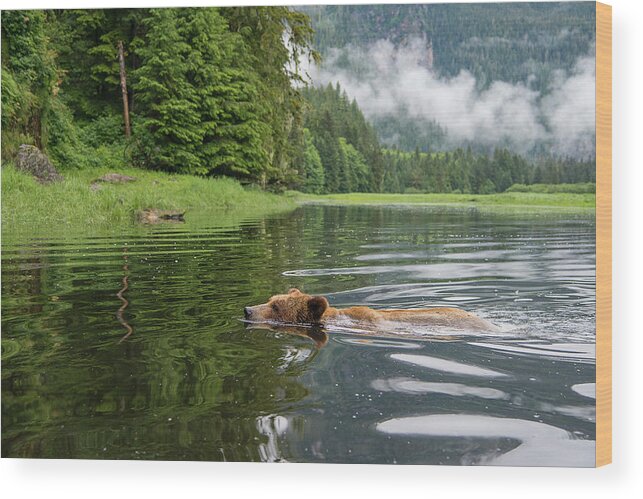 Bears Wood Print featuring the photograph A Wild Swim by Bill Cubitt