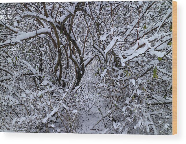 Snow Wood Print featuring the photograph A Winter Bramble by Scott Kingery