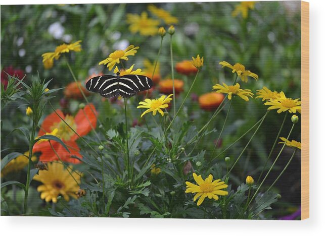 Zebra Heliconian Wood Print featuring the photograph Abigail by Carolyn Mickulas