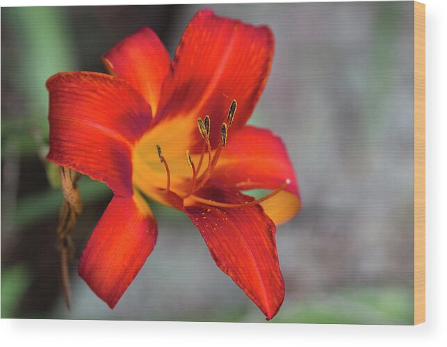 Orange Wood Print featuring the photograph Ablaze by Kathy Clark