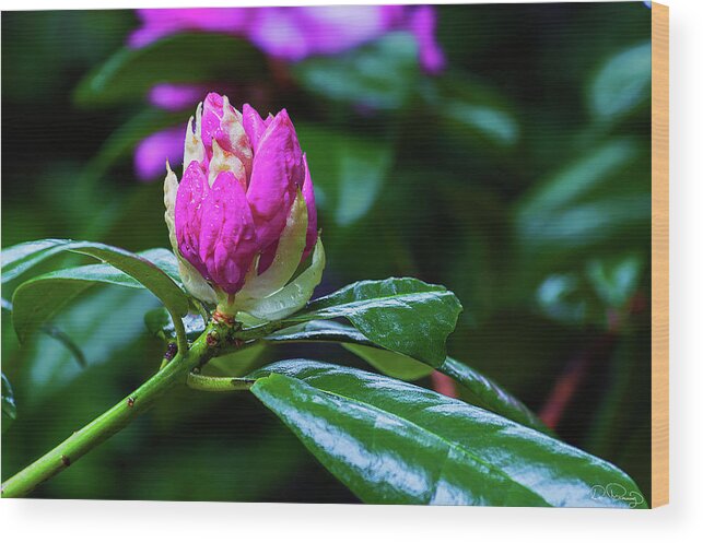 Digital Photography; Evergreen Shrub; Garden; Photography; Pink Bud; Plant; Rhododendron; Nature; Nature Photography Wood Print featuring the photograph About to Unfold by Dee Browning