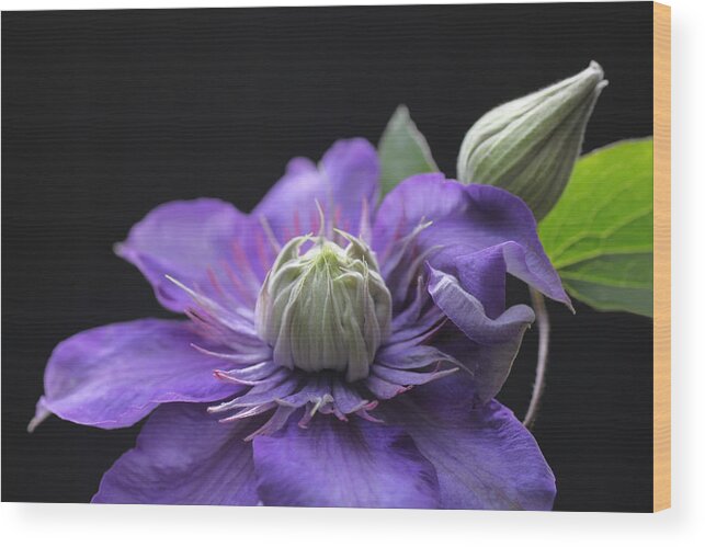 Abundant Wood Print featuring the photograph Abundant Clematis by Tammy Pool