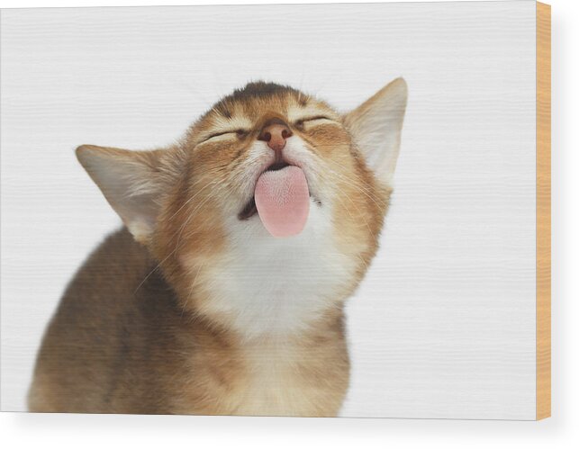 Kitten Wood Print featuring the photograph Abyssinian Kitten Licking screen by Sergey Taran