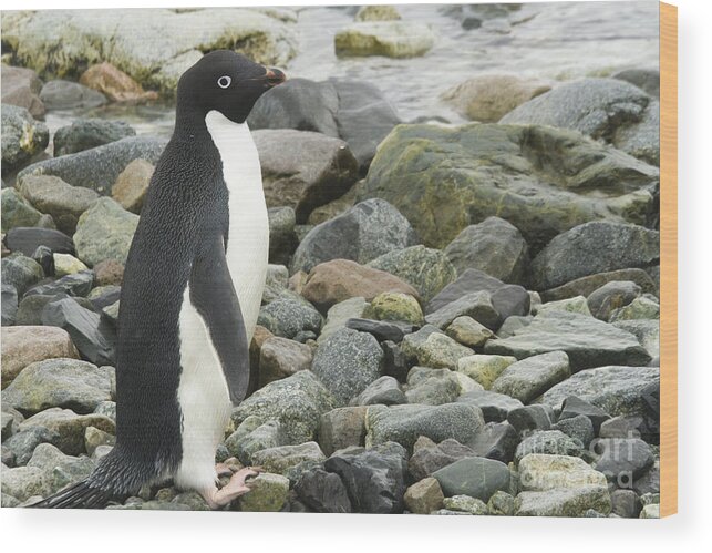 Adelie Wood Print featuring the photograph Adelie penguin on shore by Karen Foley