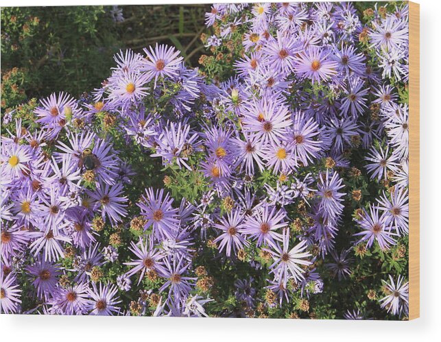 Lavender Strawflowers Wood Print featuring the photograph Admiring the sun by Karen Ruhl