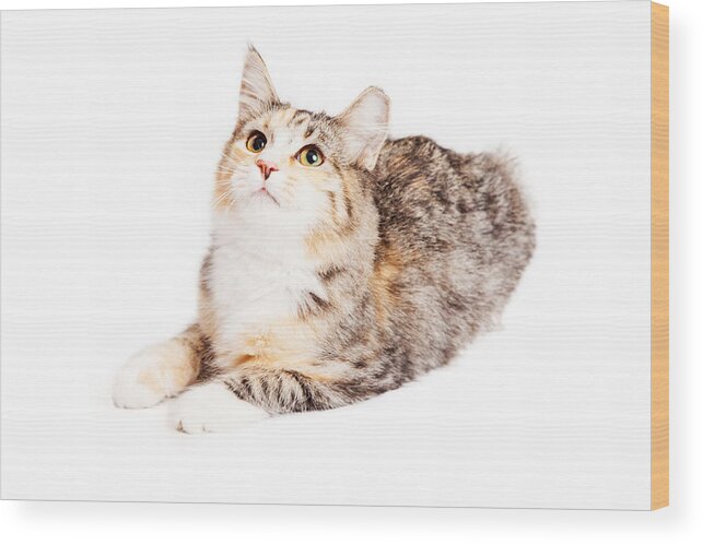 Adorable Wood Print featuring the photograph Adorable Calico Kitty Looking Up by Good Focused