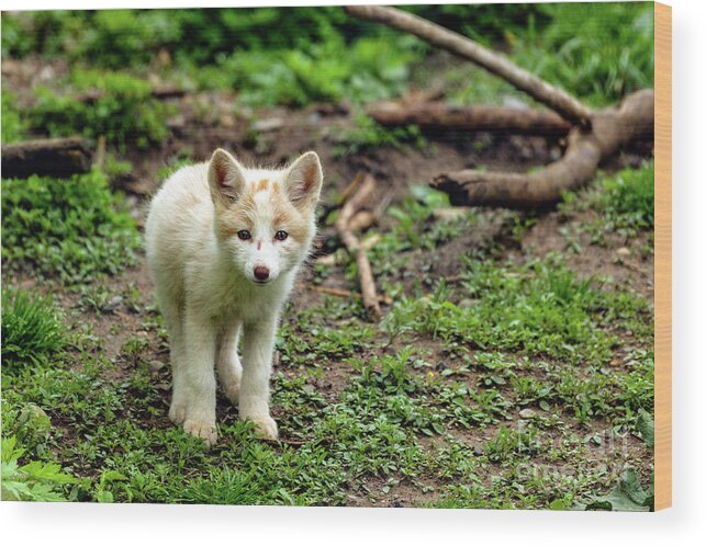 Fox Cub Wood Print featuring the photograph Adorable fox cub by Sam Rino