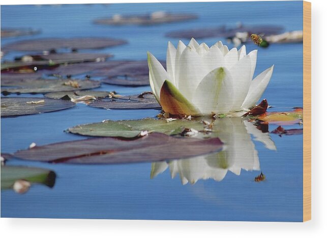 White Lily Wood Print featuring the photograph Adoring White by Amee Cave