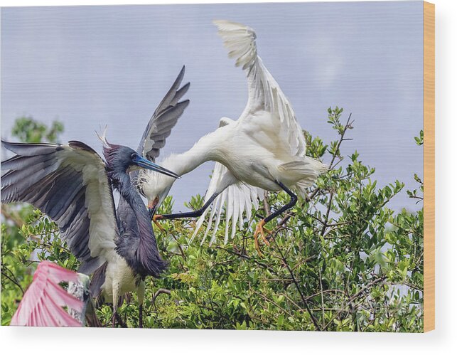 Egrets Wood Print featuring the photograph Aerial Battle Between Tricolored Heron and Snowy Egret by DB Hayes