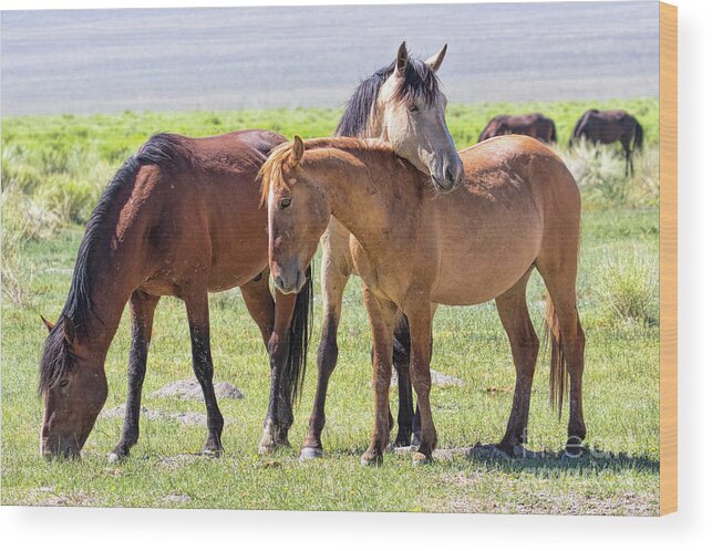 Eastern Sierra Wood Print featuring the photograph Affectionate Mustangs by Mimi Ditchie