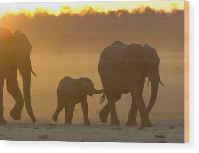 Mp Wood Print featuring the photograph African Elephant Loxodonta Africana by Pete Oxford