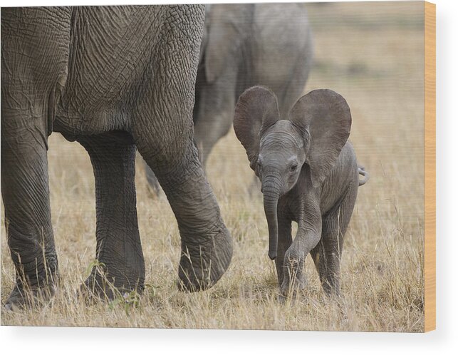 00784043 Wood Print featuring the photograph African Elephant Mother And Under 3 by Suzi Eszterhas