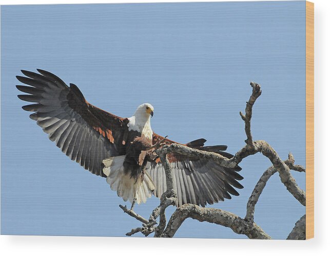 Africa Wood Print featuring the photograph African Fish Eagle by Ted Keller