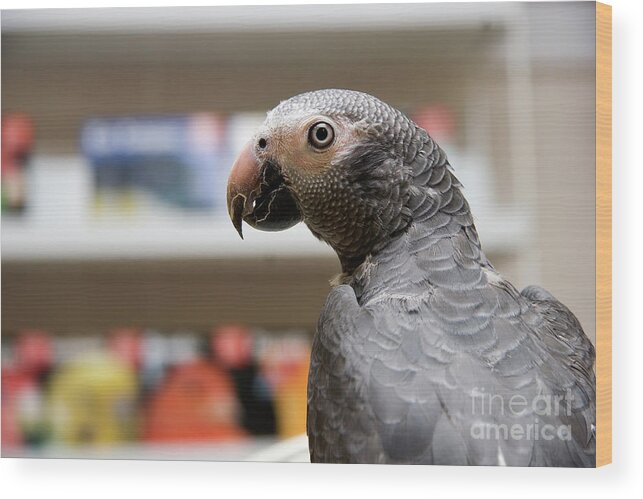 African Grey Wood Print featuring the photograph African Grey Close Up by Jill Lang