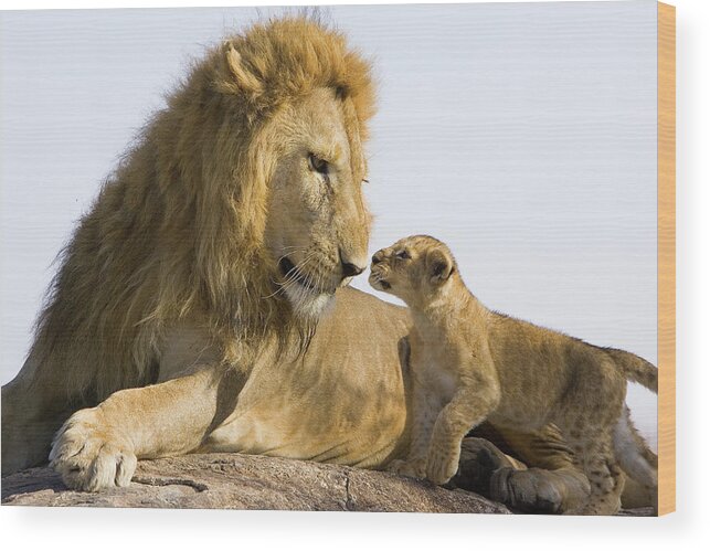 Mp Wood Print featuring the photograph African Lion Panthera Leo Seven by Suzi Eszterhas