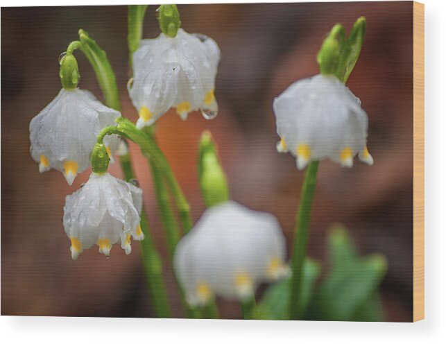 Jenny Rainbow Fine Art Photography Wood Print featuring the photograph After Rain. Snowdrop Flowers by Jenny Rainbow