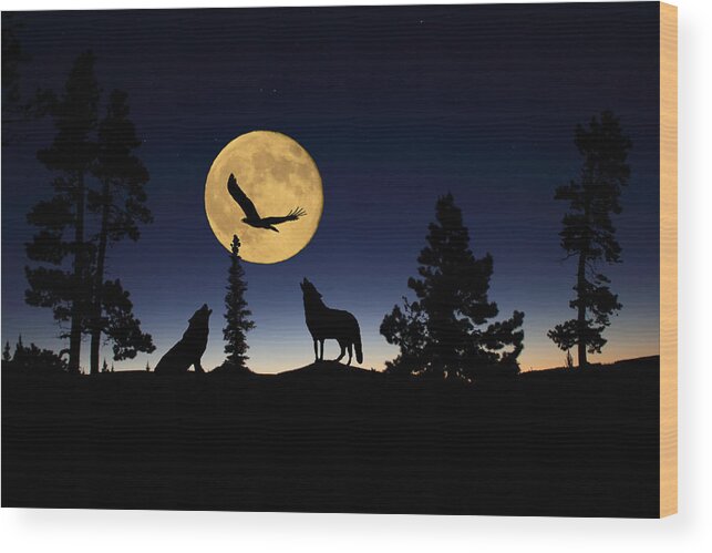 Bald Eagle Wood Print featuring the photograph After Sunset by Shane Bechler