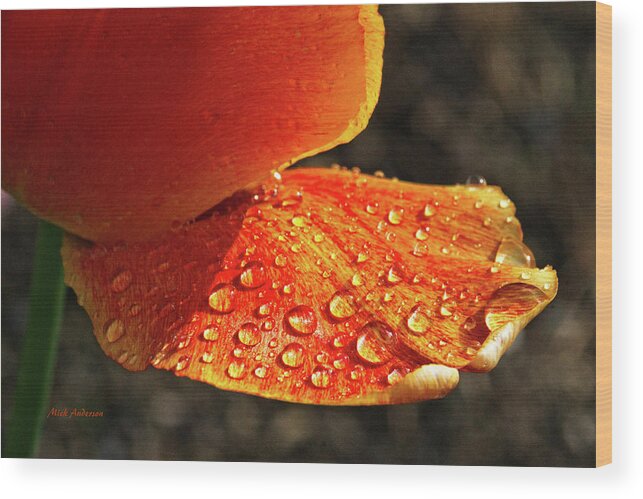 Rain Wood Print featuring the photograph After The Rain by Mick Anderson