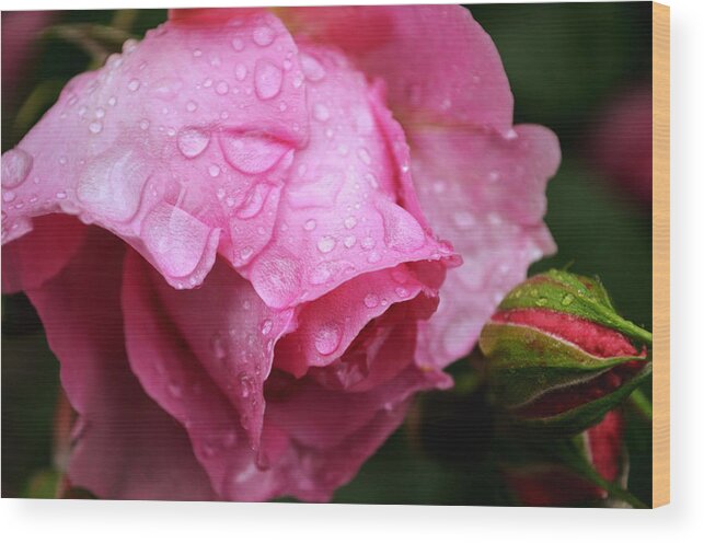 Rose Wood Print featuring the photograph After the spring rain by Rumiana Nikolova