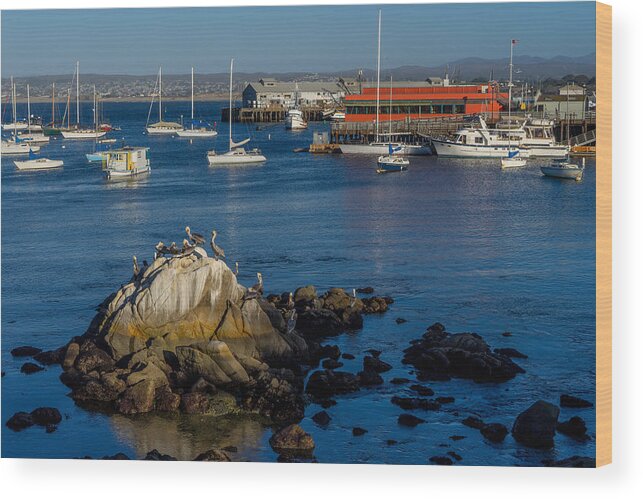 Monterey Wood Print featuring the photograph Afternoon Hangout by Derek Dean