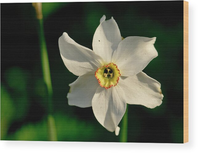 Forest Wood Print featuring the photograph Afternoon of Narcissus Poeticus. by Elena Perelman