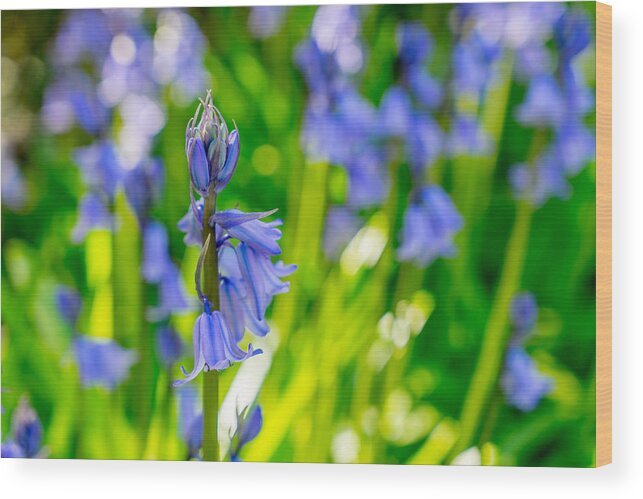 Bluebell Wood Print featuring the photograph Afternoon Tea by Derek Dean