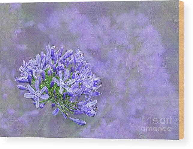 Photography Wood Print featuring the photograph Agapantha Lilac Pastel by Kaye Menner by Kaye Menner