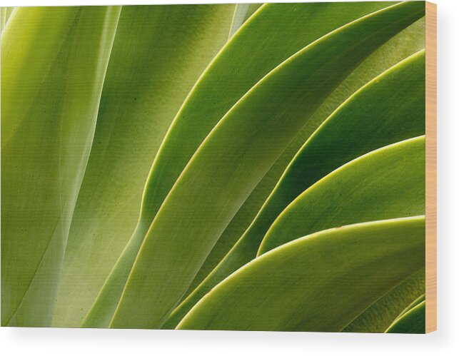 Plant Wood Print featuring the photograph Agave by Eric Foltz