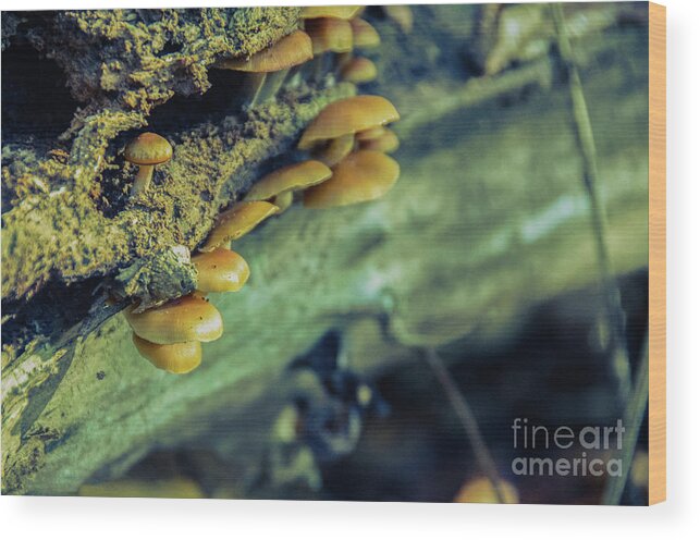 Botanical Wood Print featuring the photograph Aged Mushroom Botanical / Nature Photograph by PIPA Fine Art - Simply Solid