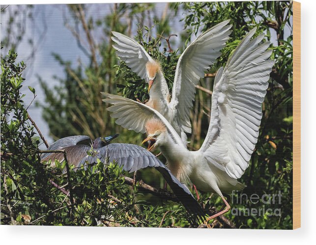 Egrets Wood Print featuring the photograph Aggression Between Cattle Egrets and Tricolored Heron by DB Hayes