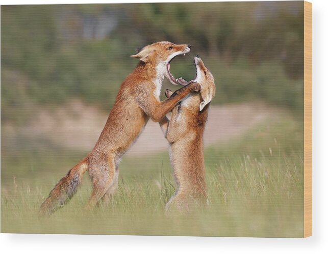 Red Fox Wood Print featuring the photograph Agreeing to Disagree - Fox Fight by Roeselien Raimond