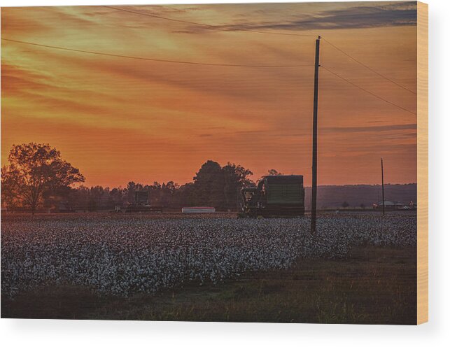 Alabama Wood Print featuring the photograph Alabama Cotton Fields by Daryl Clark