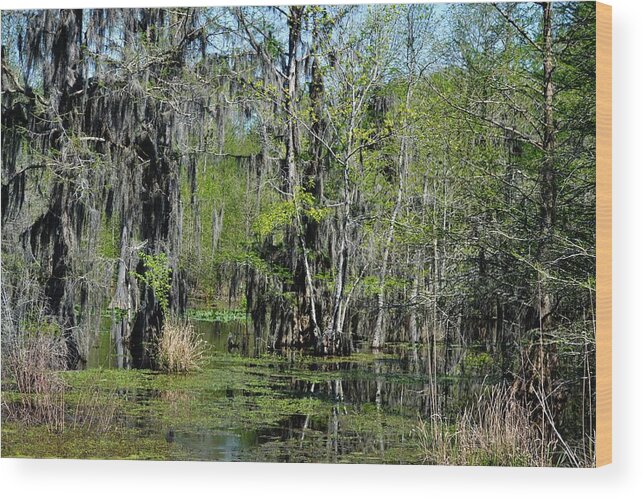 Swamp Wood Print featuring the photograph Alabama Swamp by Eileen Brymer