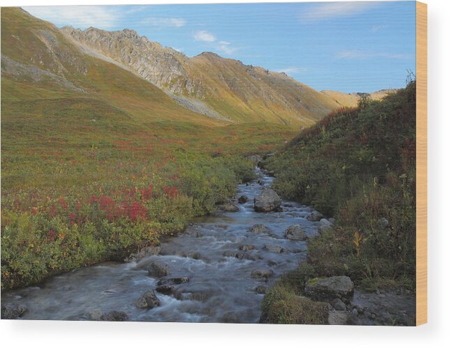 Alaska Wood Print featuring the photograph Alaska Fireweed and Willow Creek Along Hatcher Pass Road by Steve Wolfe