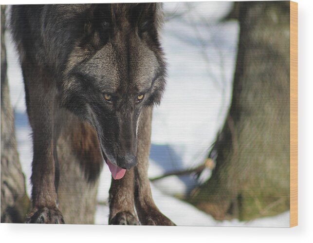 Wolf Wood Print featuring the photograph Alaskan Tundra Wolf by Azthet Photography