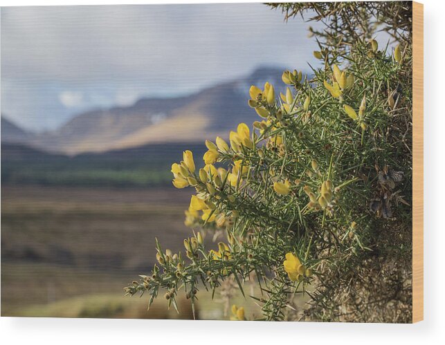Gorse Wood Print featuring the photograph Alba by Holly Ross