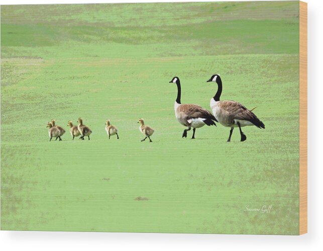 Canadian Geese Wood Print featuring the photograph All in the Family II by Suzanne Gaff