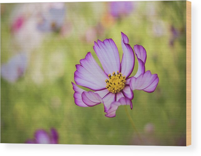 Flower Wood Print featuring the photograph All Things Well by Kim Carpentier