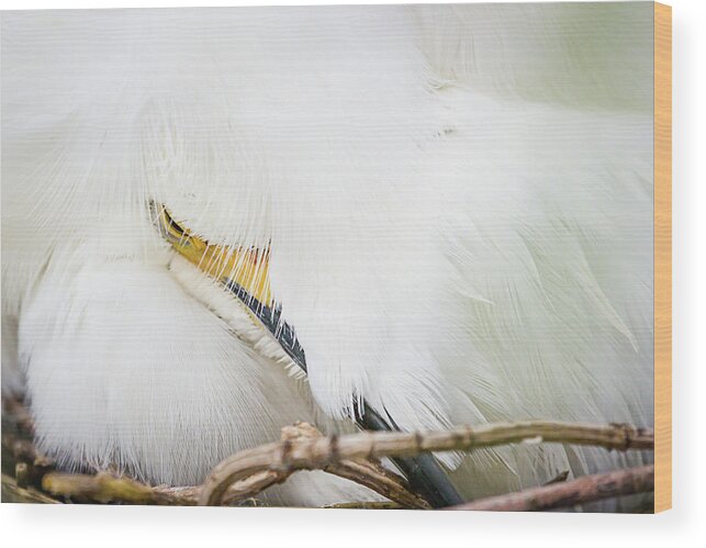 Adult Wood Print featuring the photograph All Tucked In by Dawn Currie