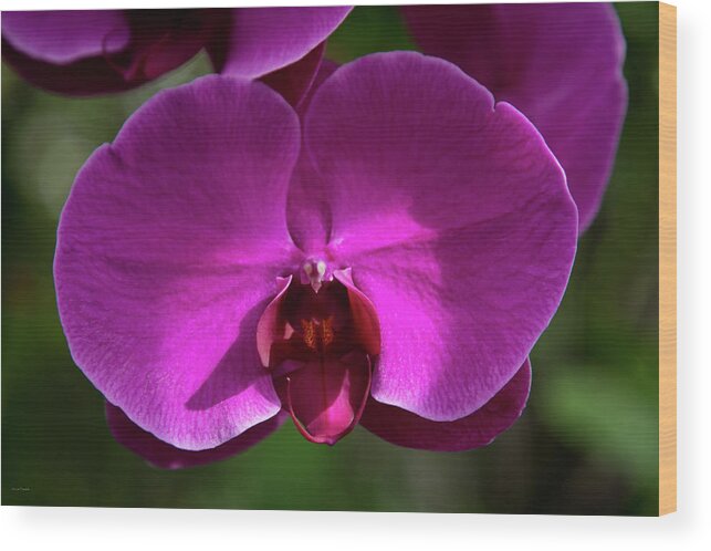 Allan Wood Print featuring the photograph Allan Gardens Orchid by Ross Henton