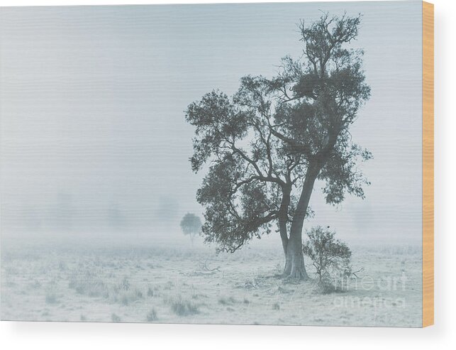 Aleena Wood Print featuring the photograph Alleena winter landscape by Jorgo Photography