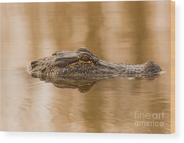 Wildlife Wood Print featuring the photograph Alligator Head by Robert Frederick