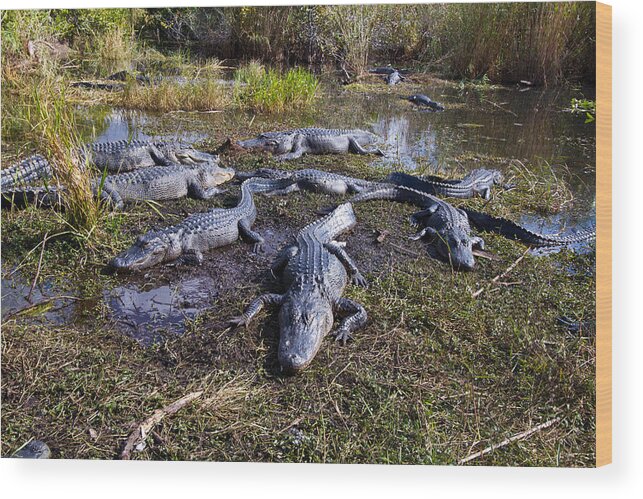 Nature Wood Print featuring the photograph Alligators 280 by Michael Fryd